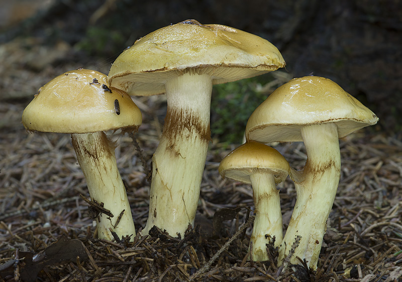 Cortinarius percomis